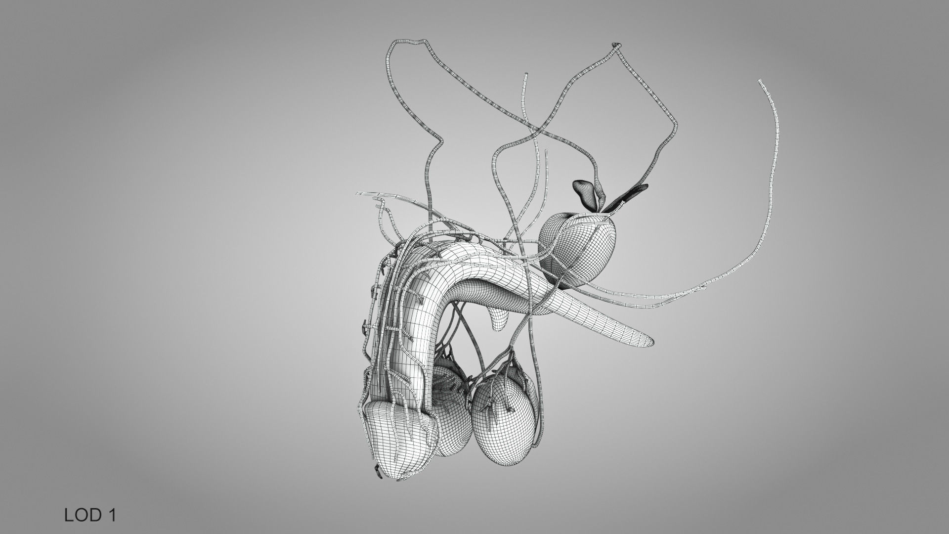 Male reproductive and urinary system Low-poly 3D model_24