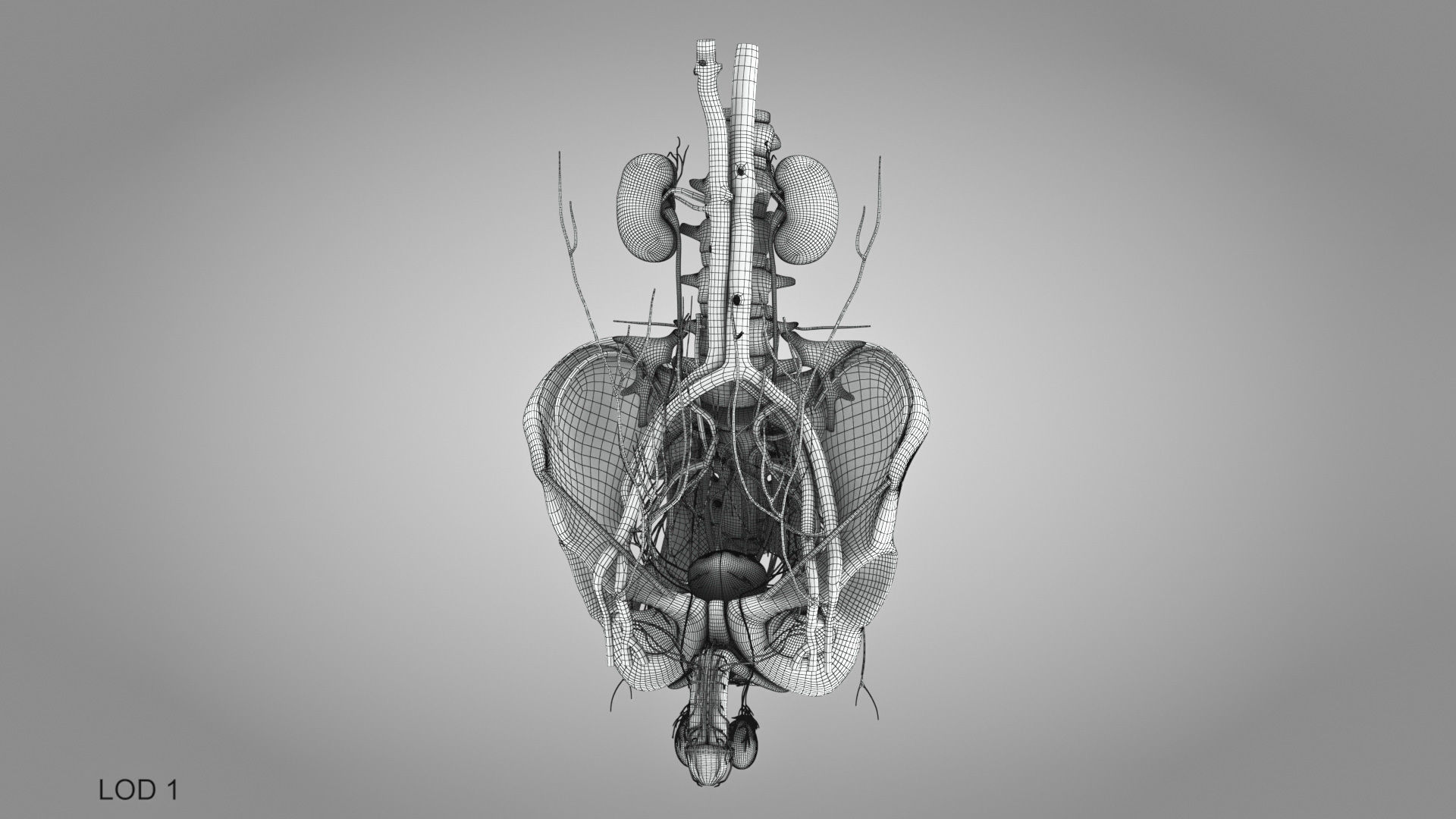 Male reproductive and urinary system Low-poly 3D model_43