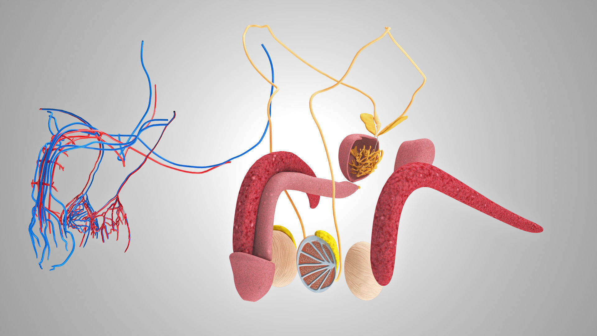 Male reproductive and urinary system Low-poly 3D model_13