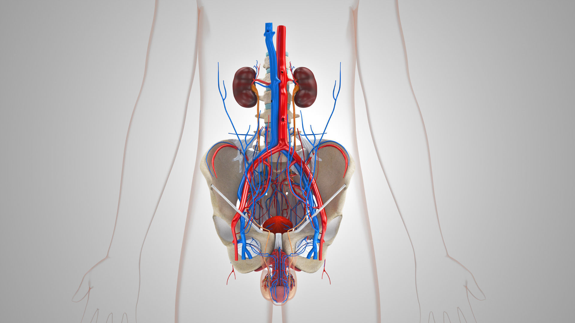 Male reproductive and urinary system Low-poly 3D model_11