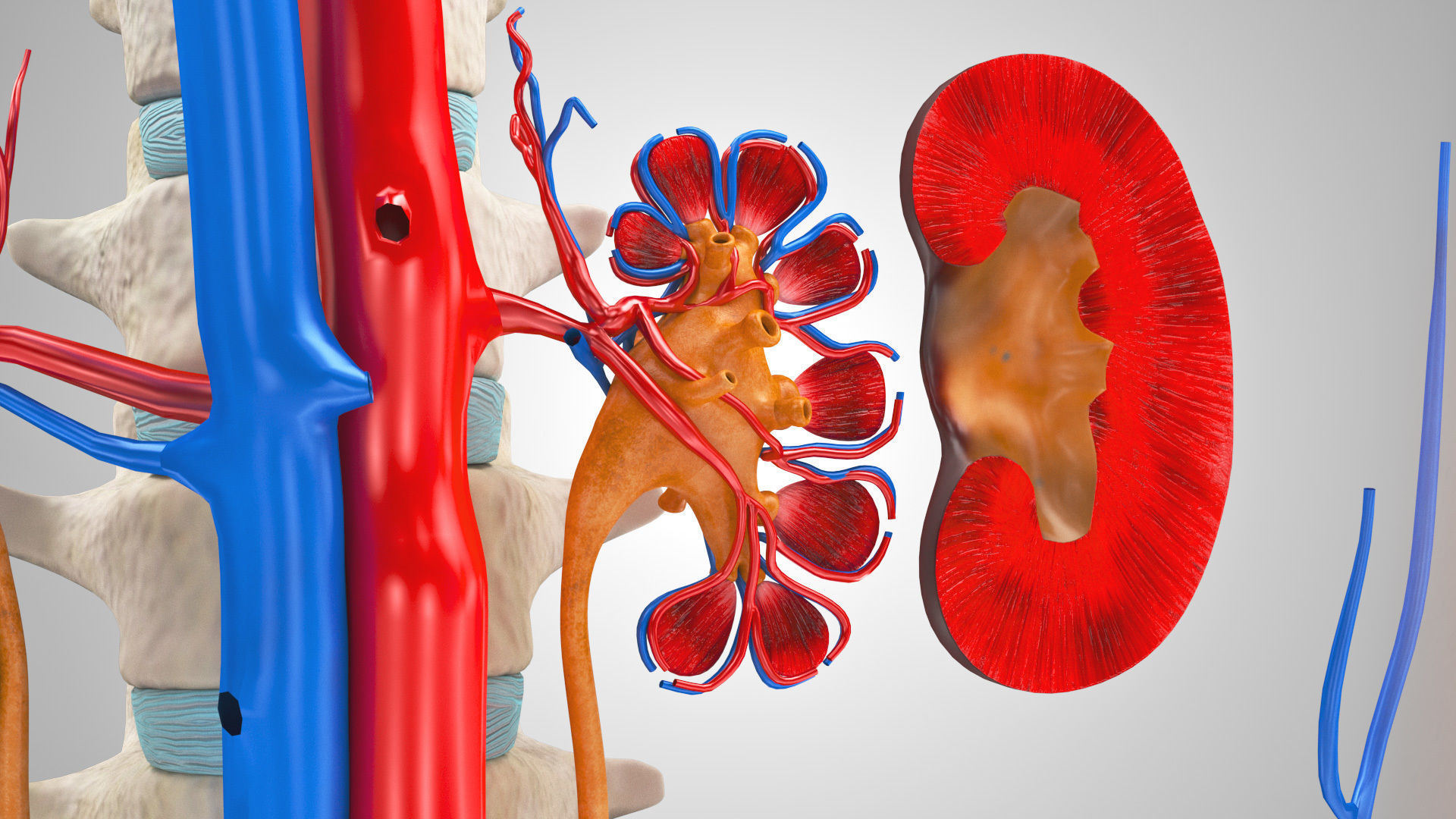 Male reproductive and urinary system Low-poly 3D model_8