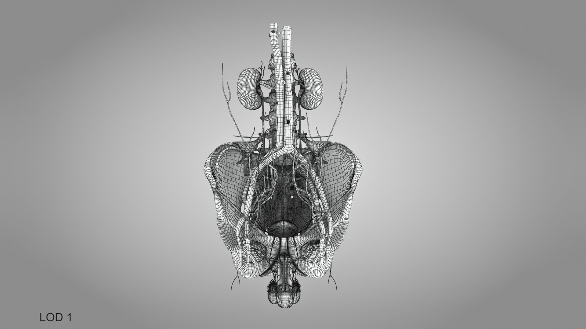 Male reproductive and urinary system Low-poly 3D model_42