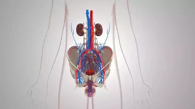 Male reproductive and urinary system Low-poly 3D model