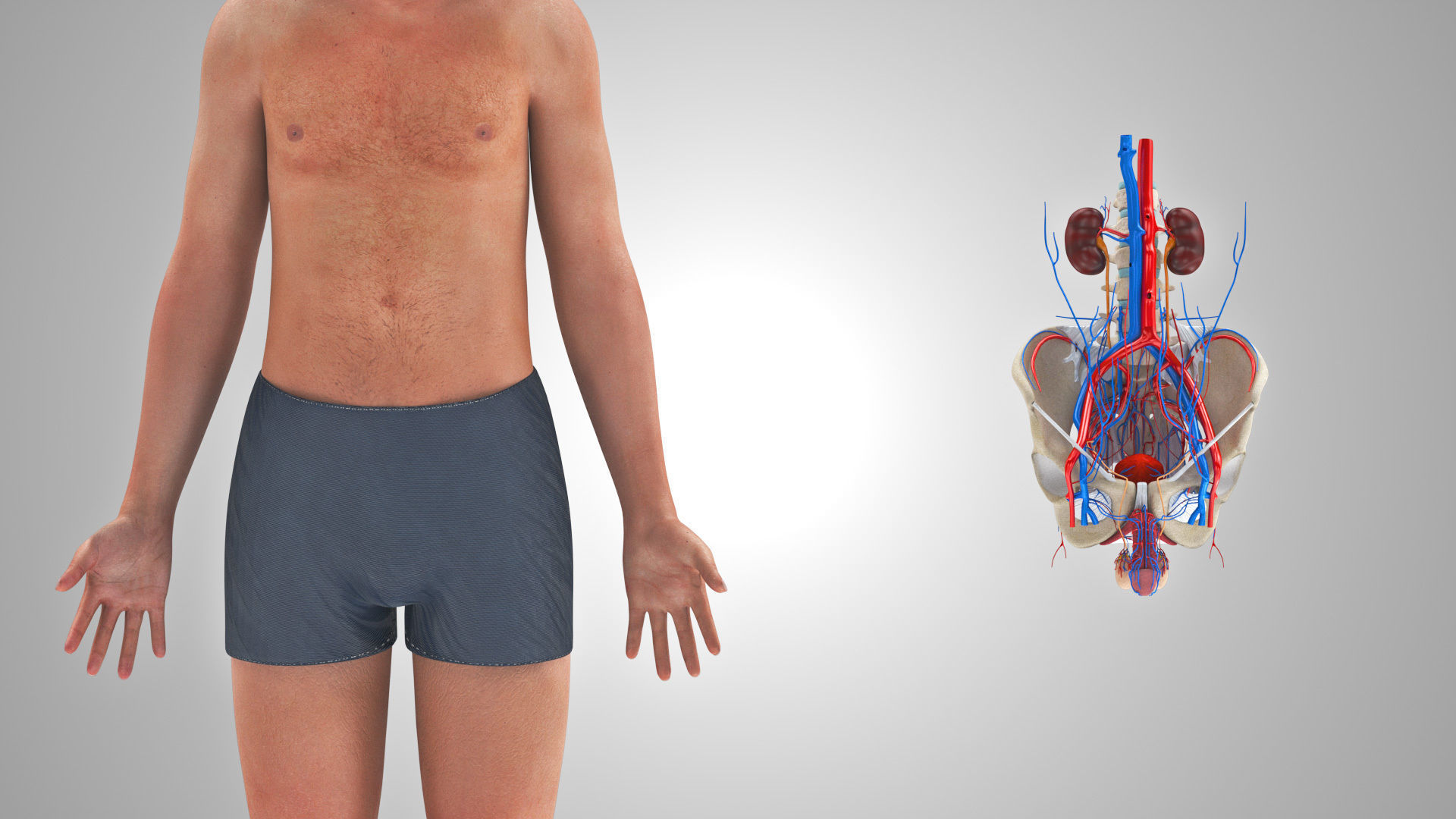 Male reproductive and urinary system Low-poly 3D model_14