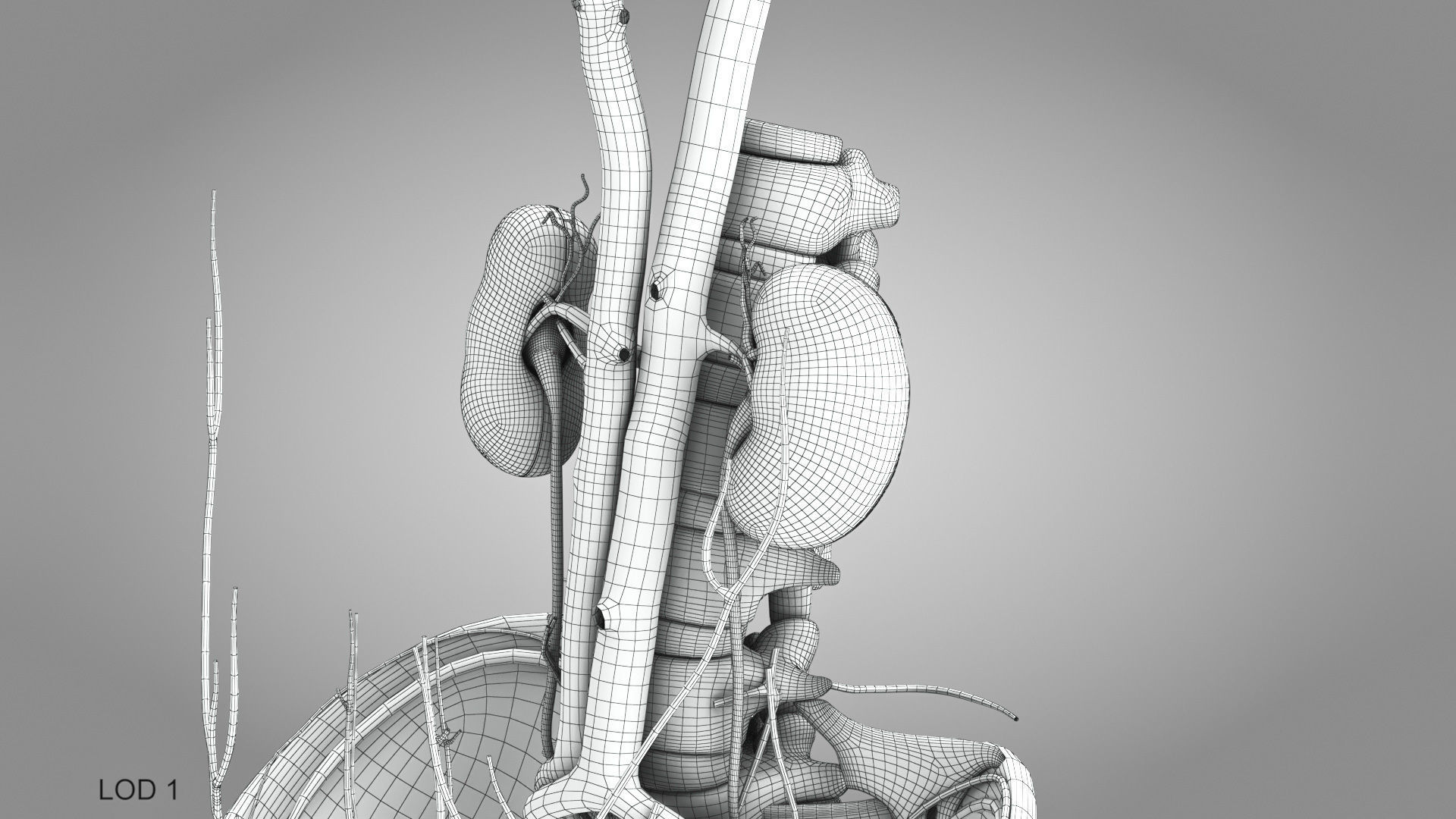 Male reproductive and urinary system Low-poly 3D model_22