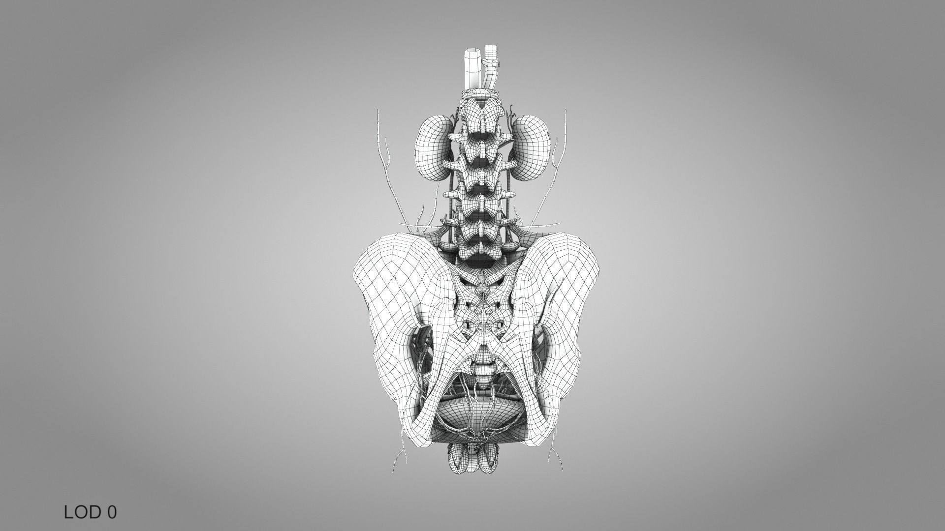 Male reproductive and urinary system Low-poly 3D model_35