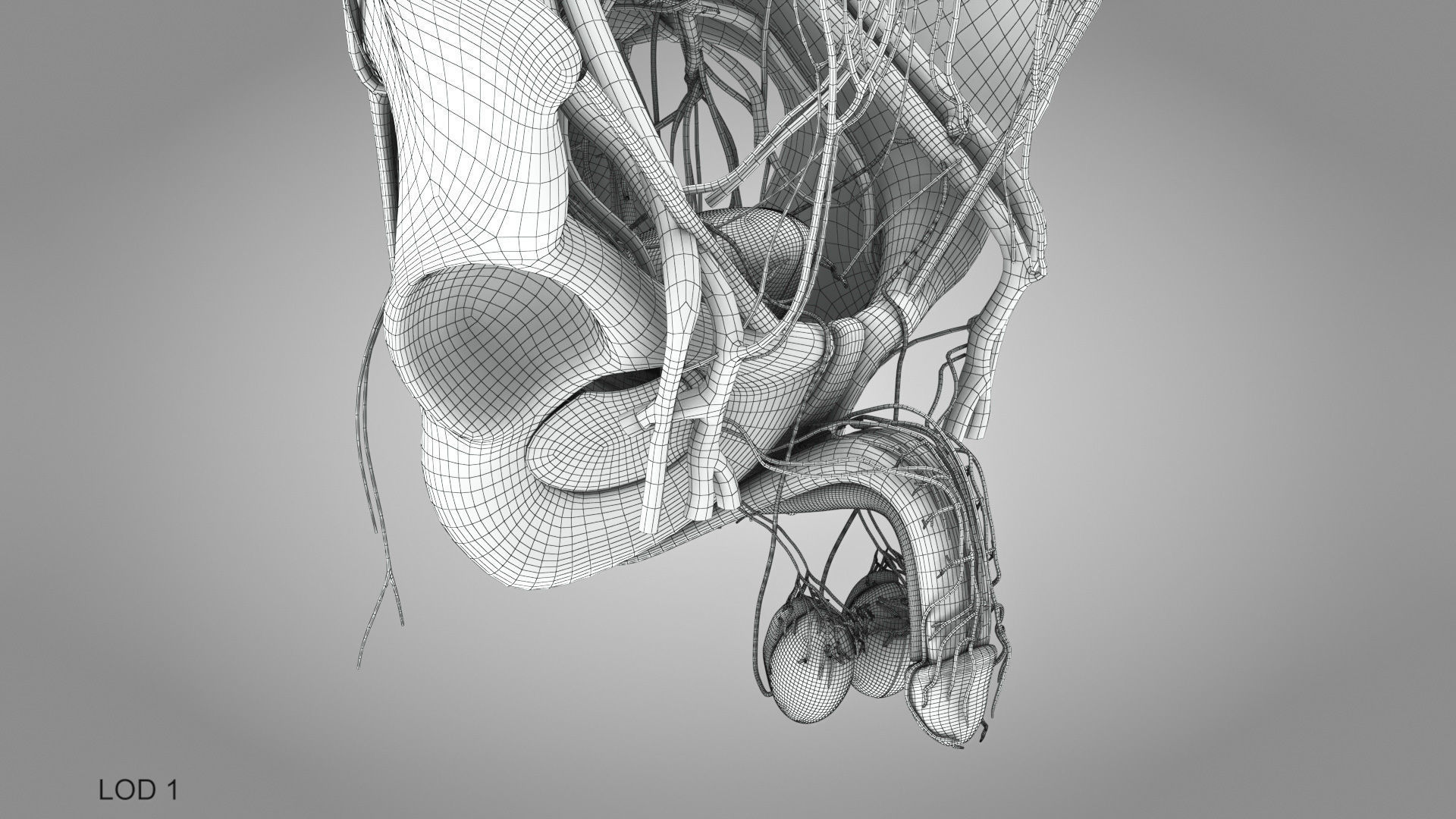 Male reproductive and urinary system Low-poly 3D model_39