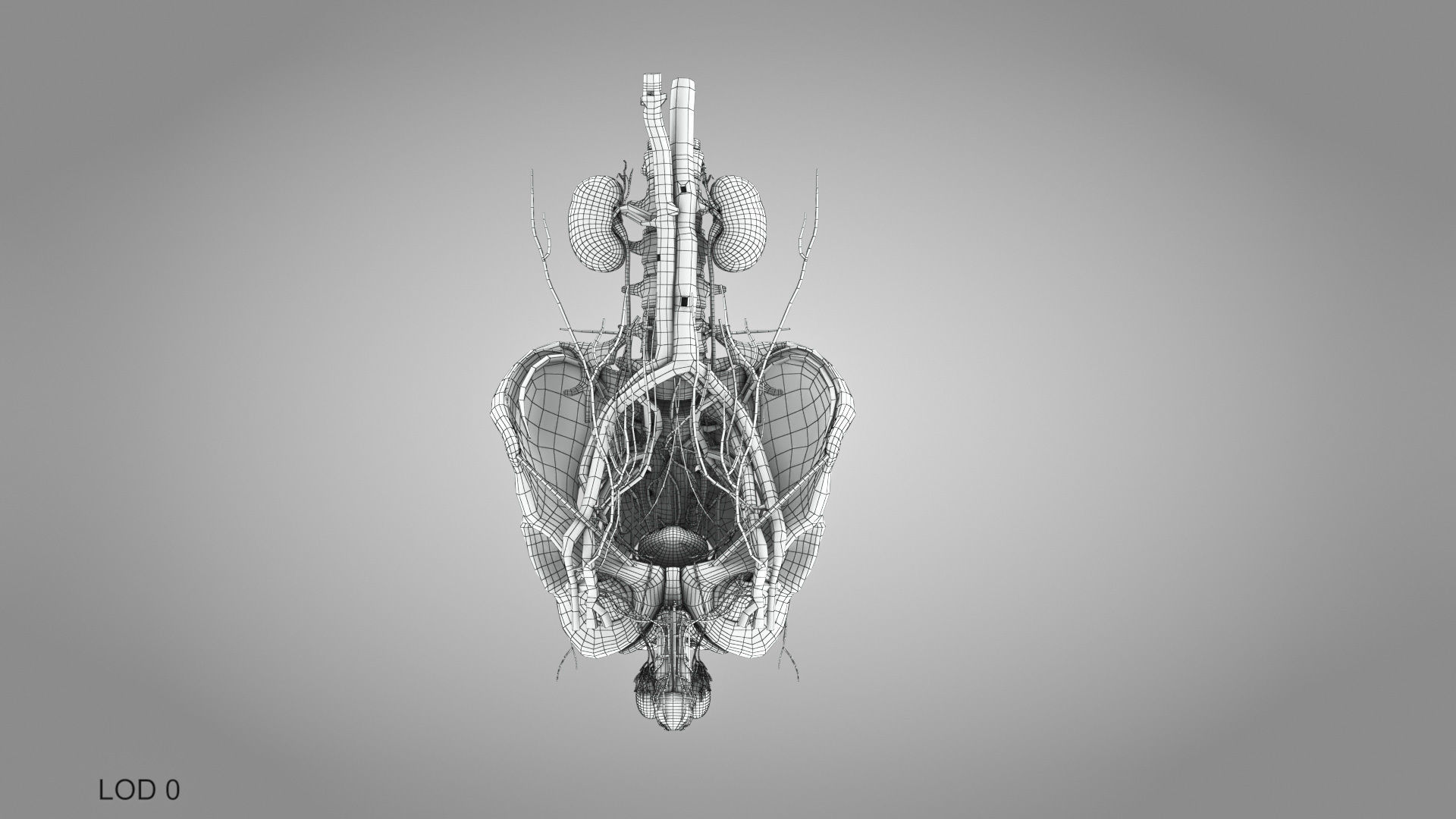 Male reproductive and urinary system Low-poly 3D model_34