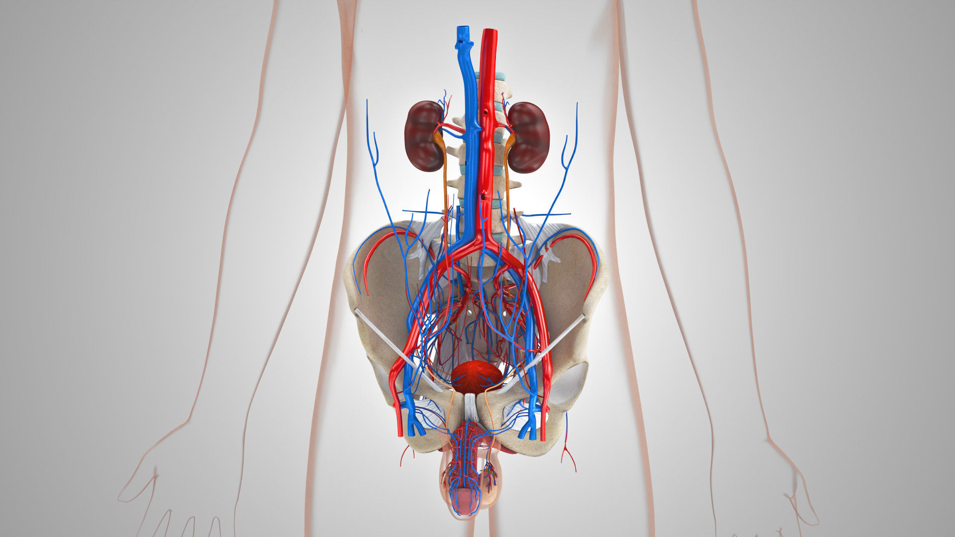 Male reproductive and urinary system Low-poly 3D model_7