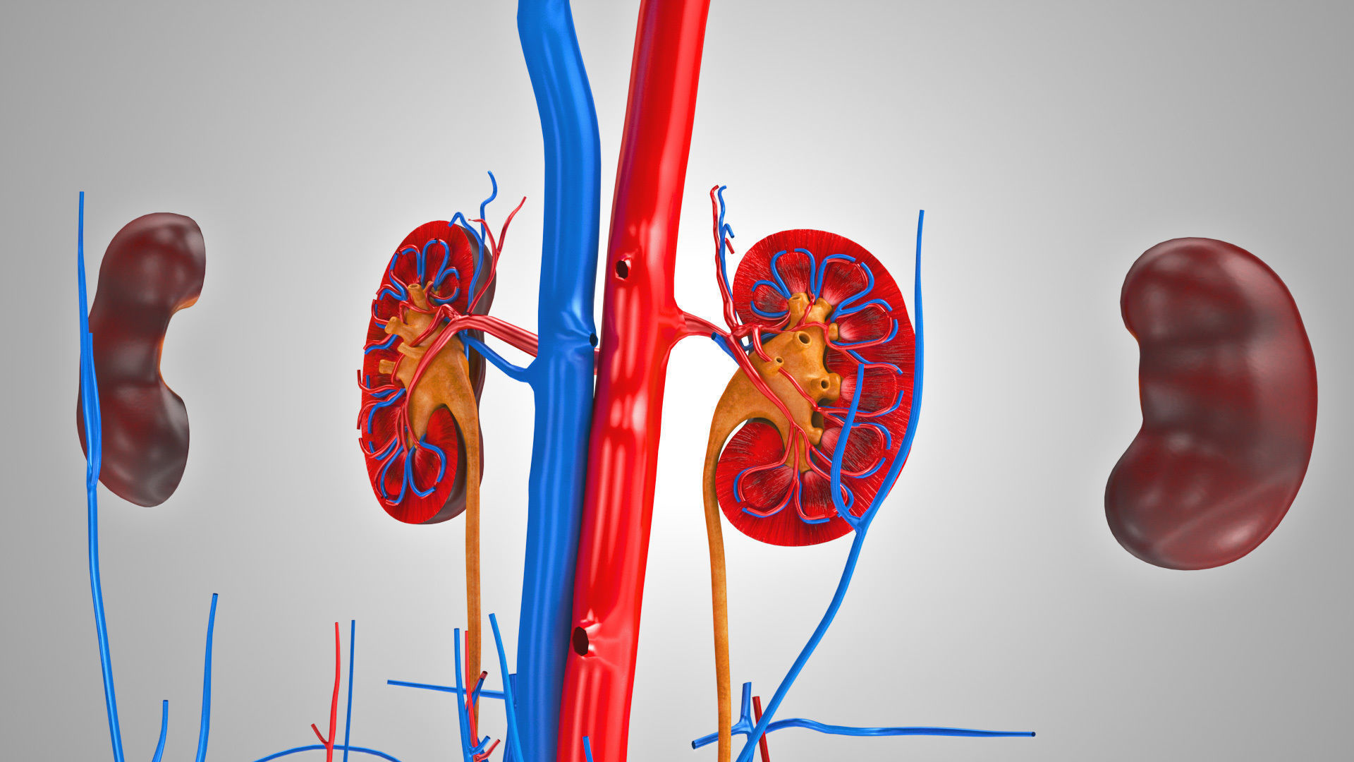 Male reproductive and urinary system Low-poly 3D model_15