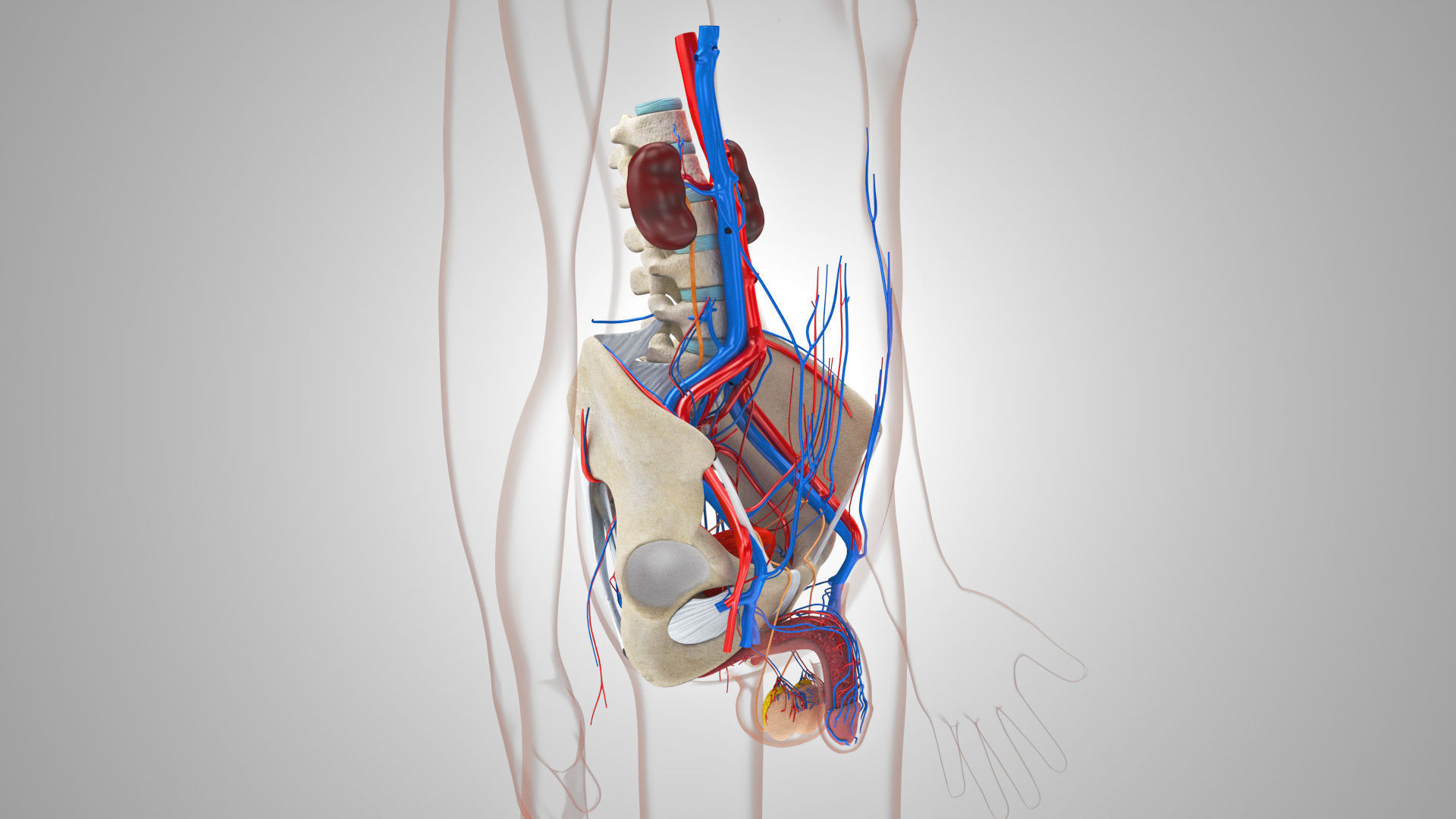 Male reproductive and urinary system Low-poly 3D model_10