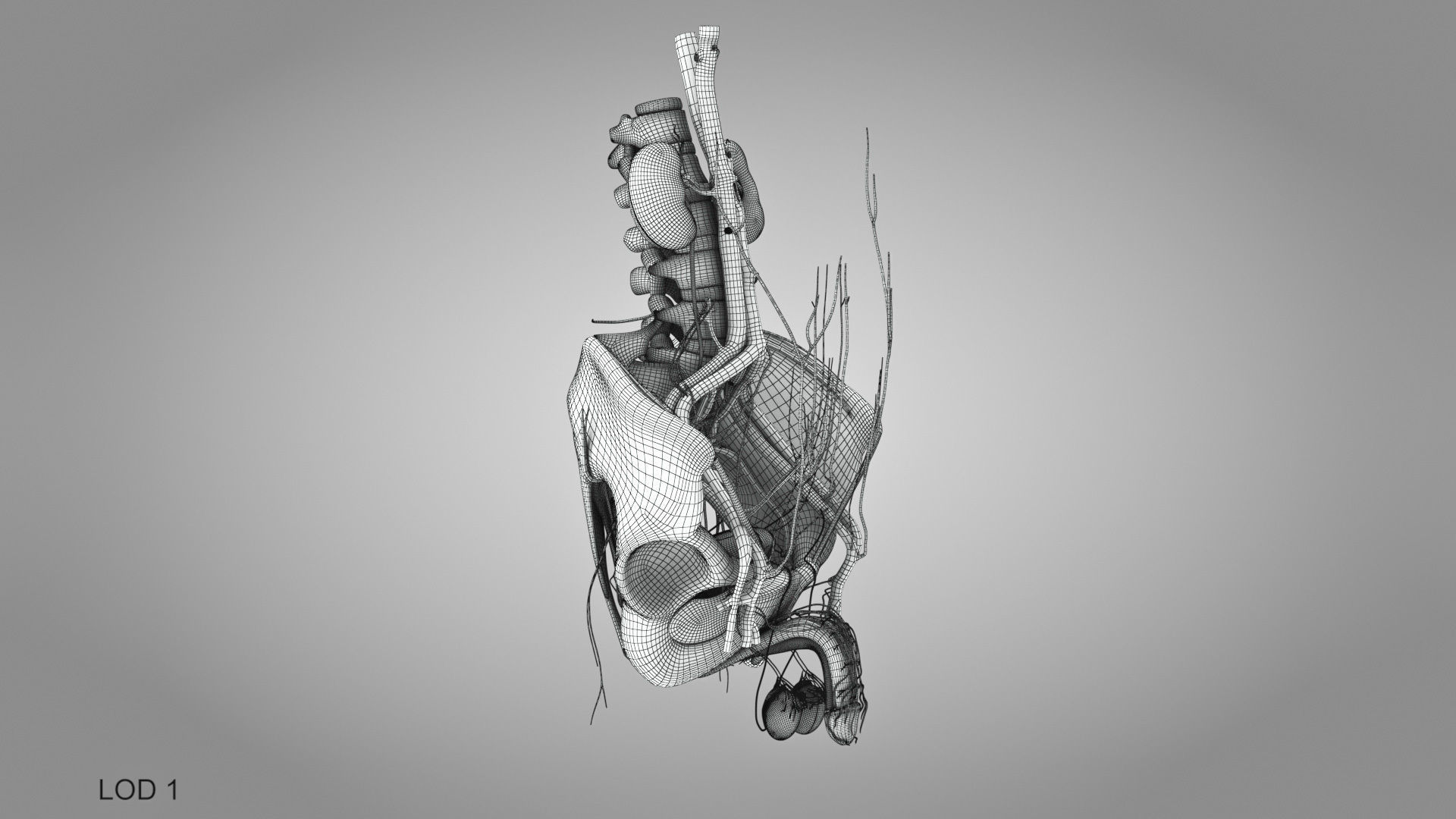 Male reproductive and urinary system Low-poly 3D model_41