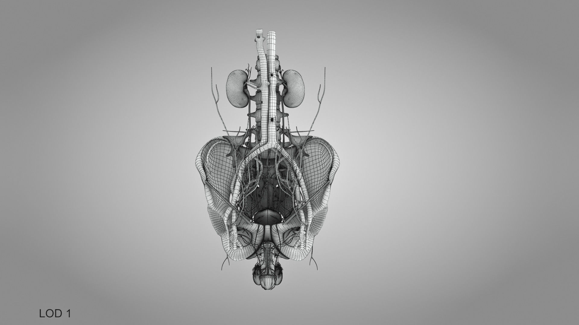 Male reproductive and urinary system Low-poly 3D model_33