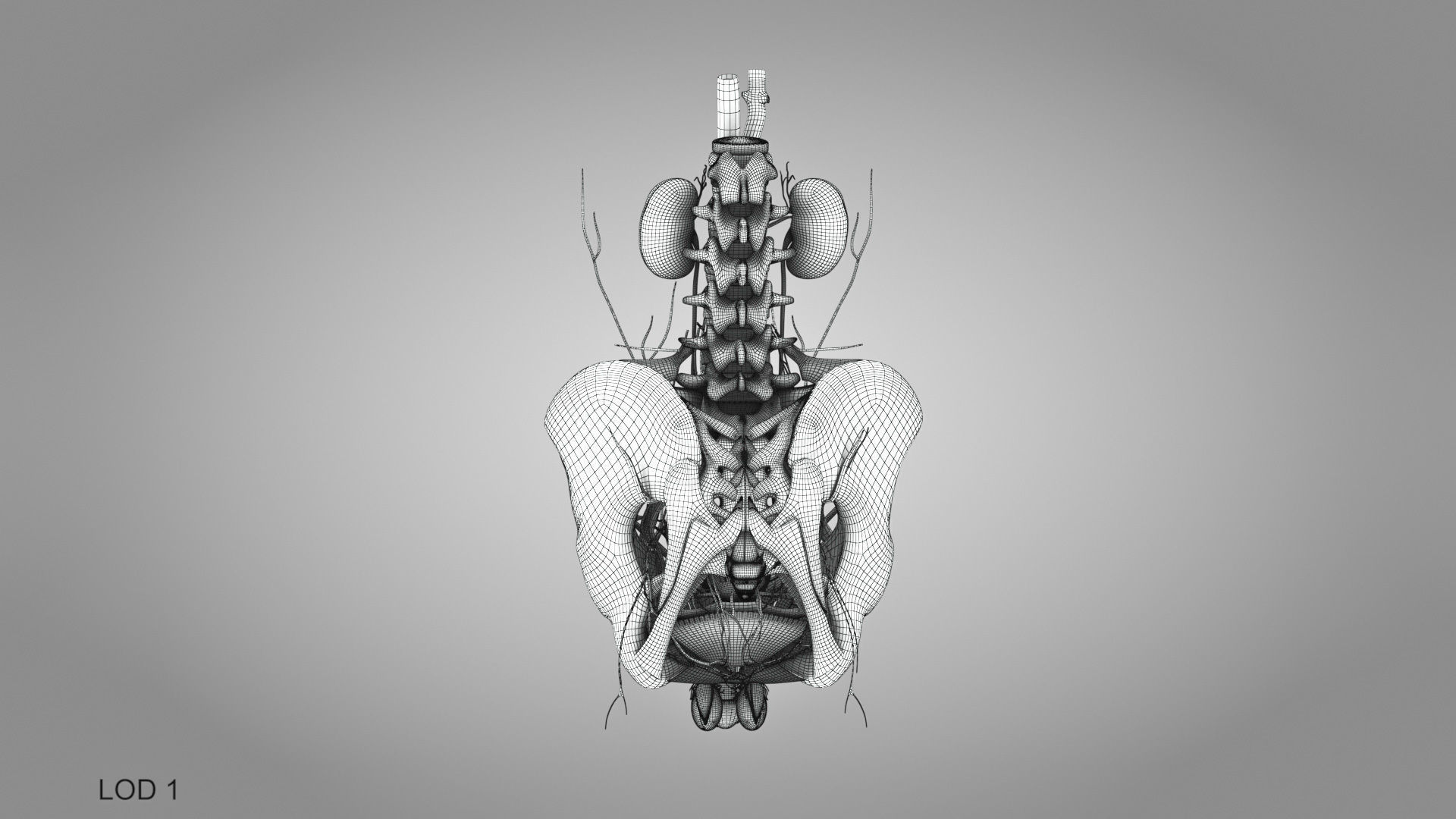 Male reproductive and urinary system Low-poly 3D model_36