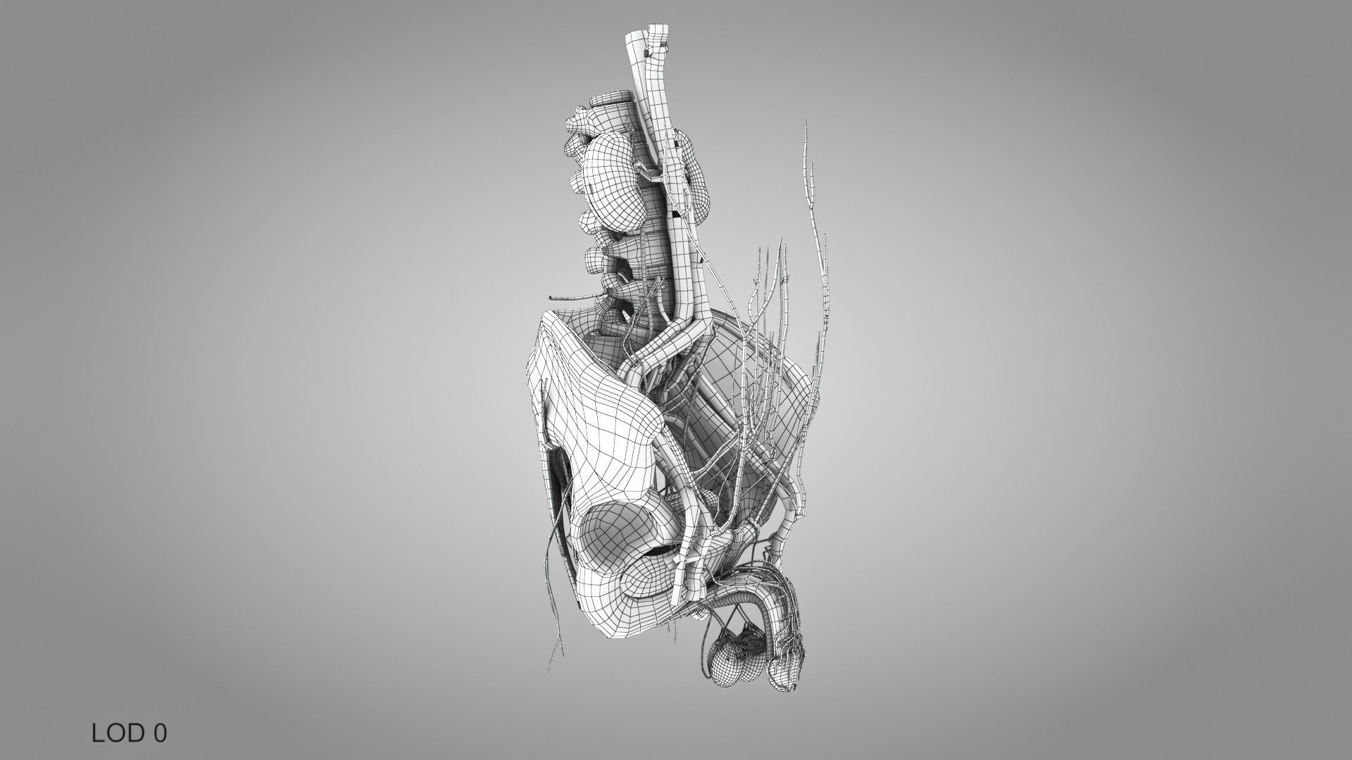 Male reproductive and urinary system Low-poly 3D model_40