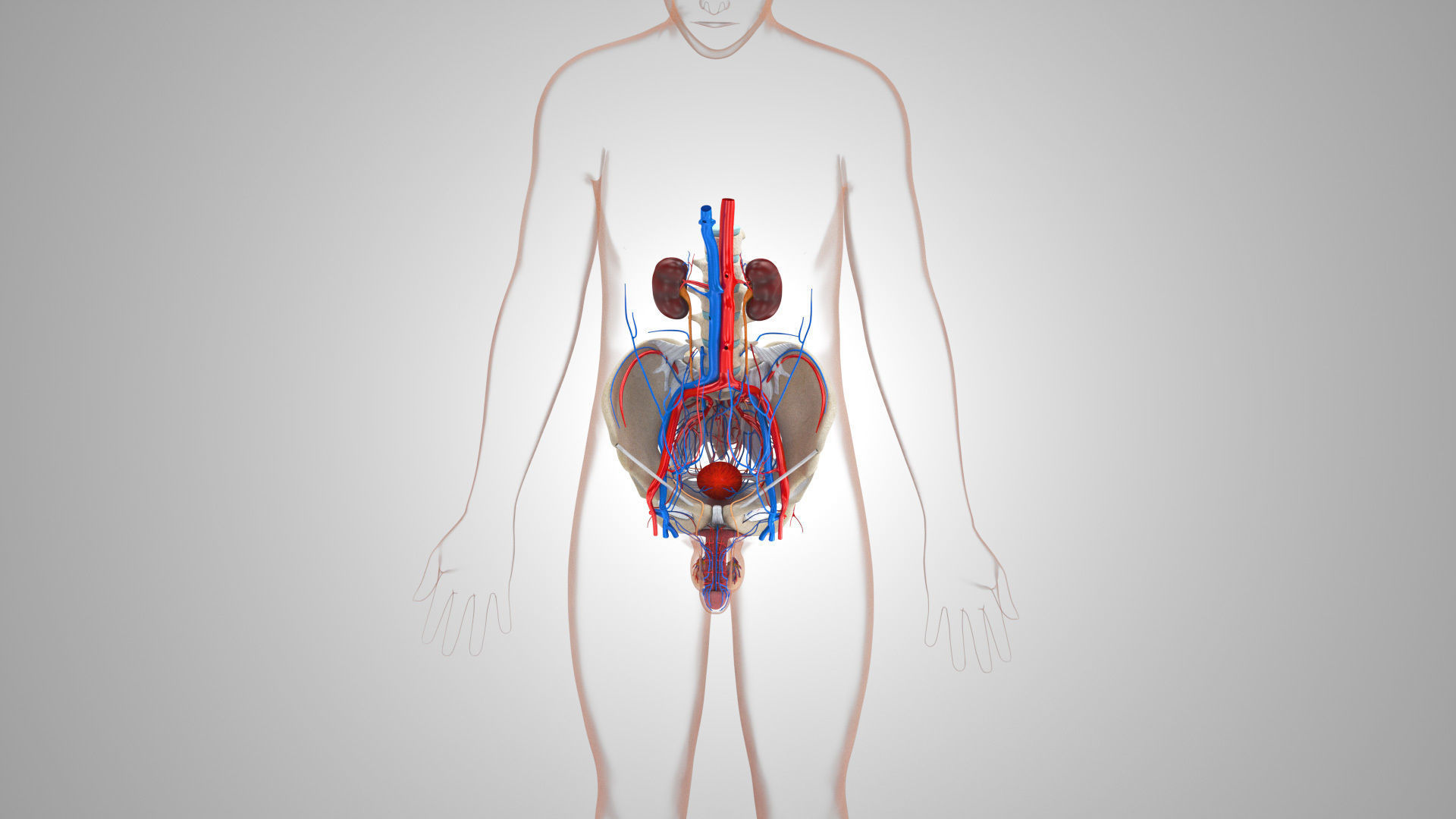 Male reproductive and urinary system Low-poly 3D model_17