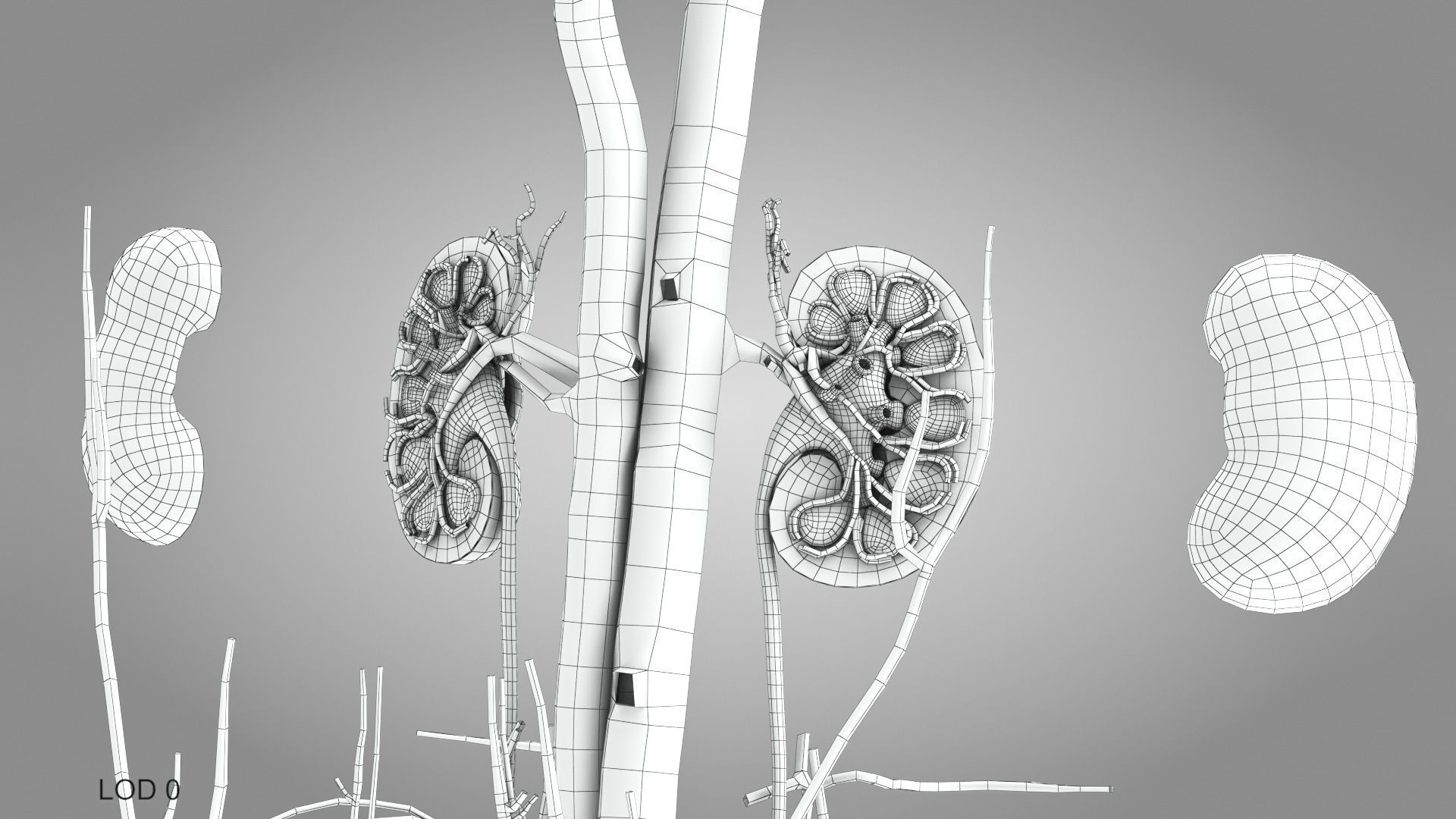Male reproductive and urinary system Low-poly 3D model_30