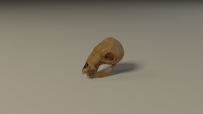 Animal skull Low-poly 3D model