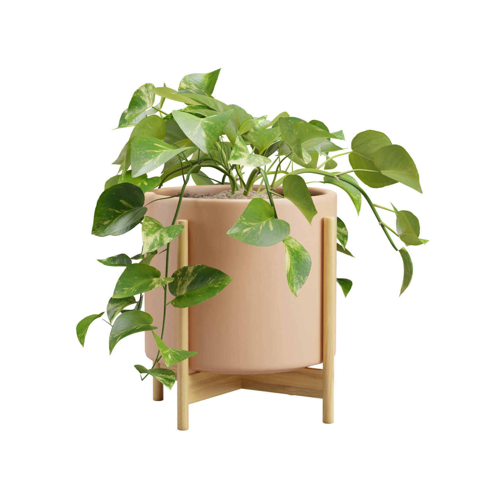 Pothos Plant 3D model_6