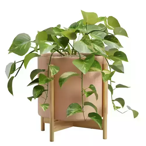 Pothos Plant 3D model