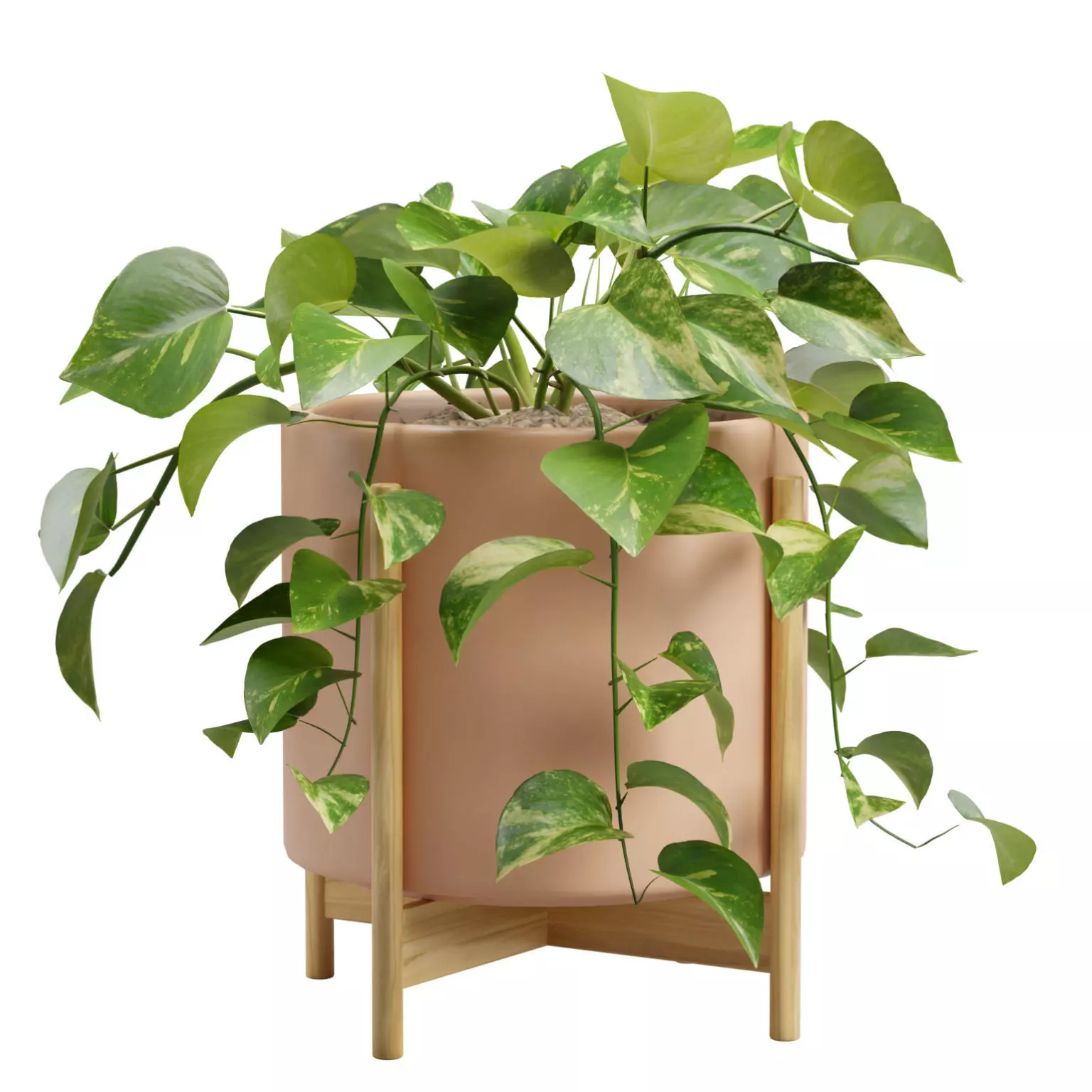 Pothos Plant 3D model_0