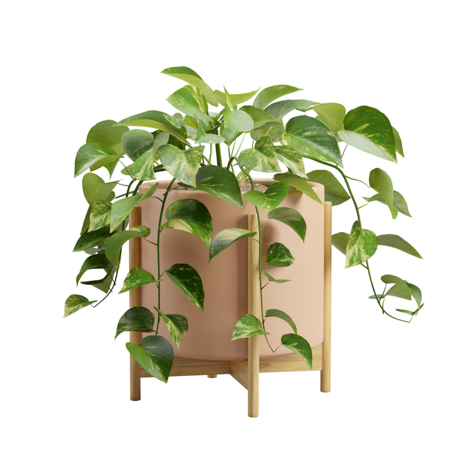 Pothos Plant 3D model_5