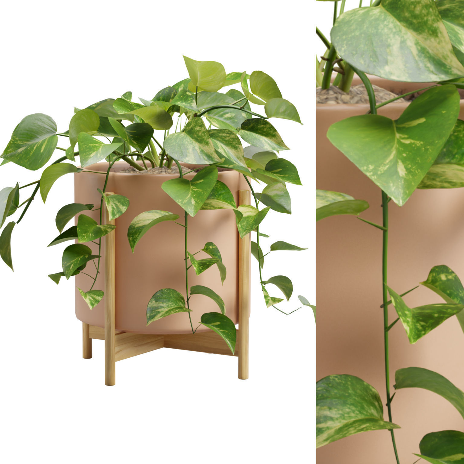 Pothos Plant 3D model_1