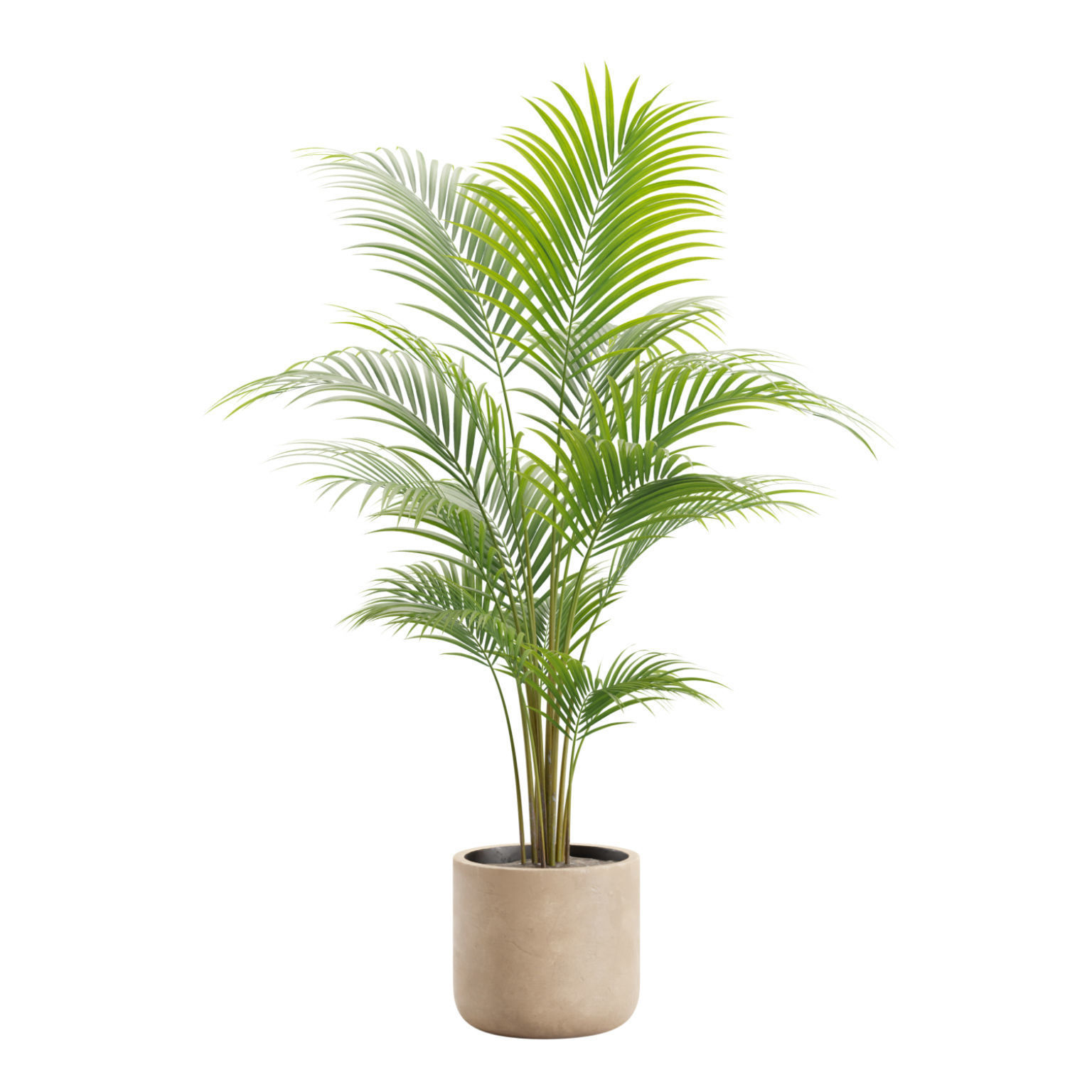 Indoor Plants Pack 24 3D model_7