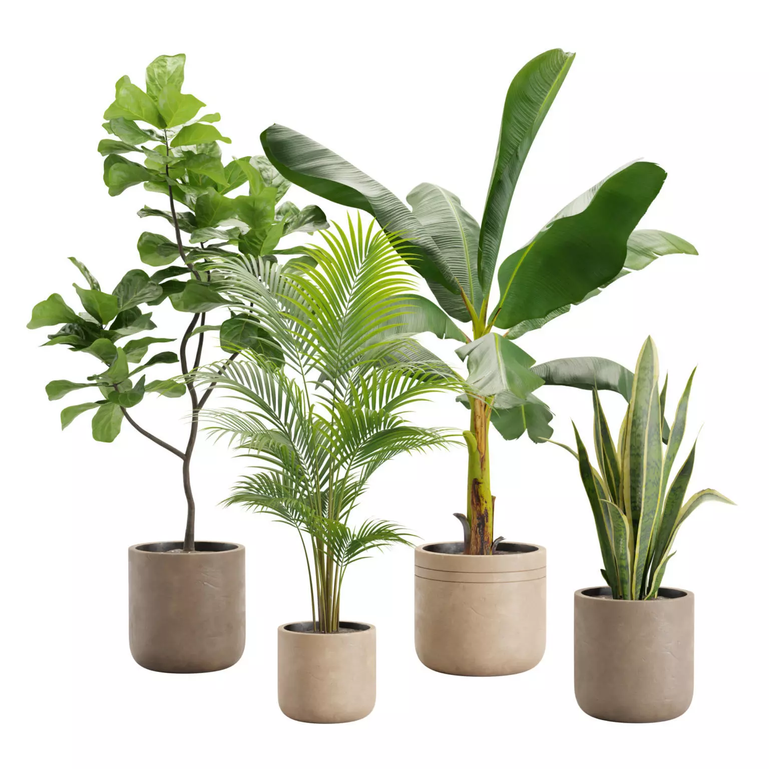 Indoor Plants Pack 24 3D model_0