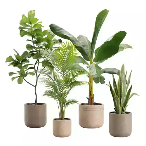 Indoor Plants Pack 24 3D model
