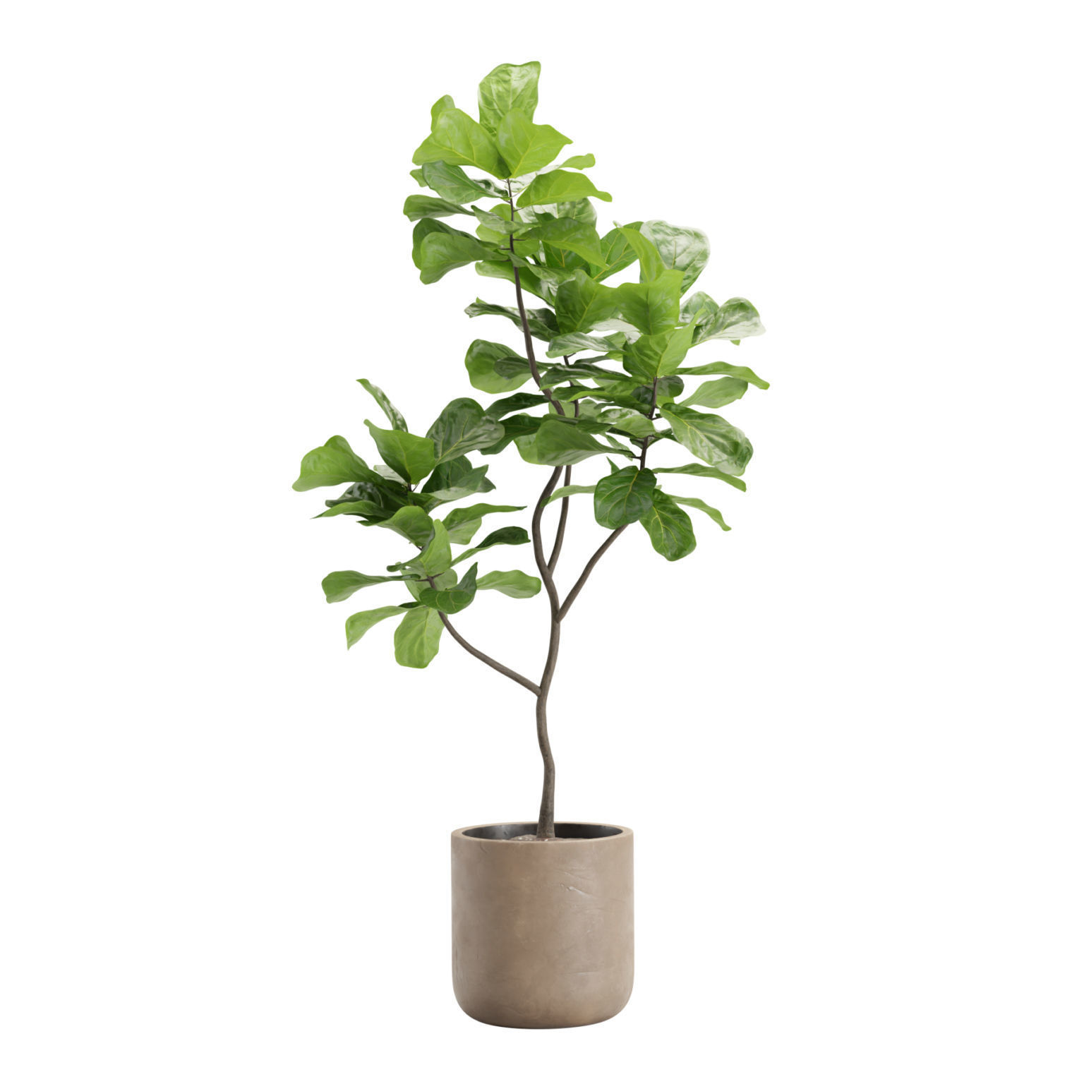 Indoor Plants Pack 24 3D model_5