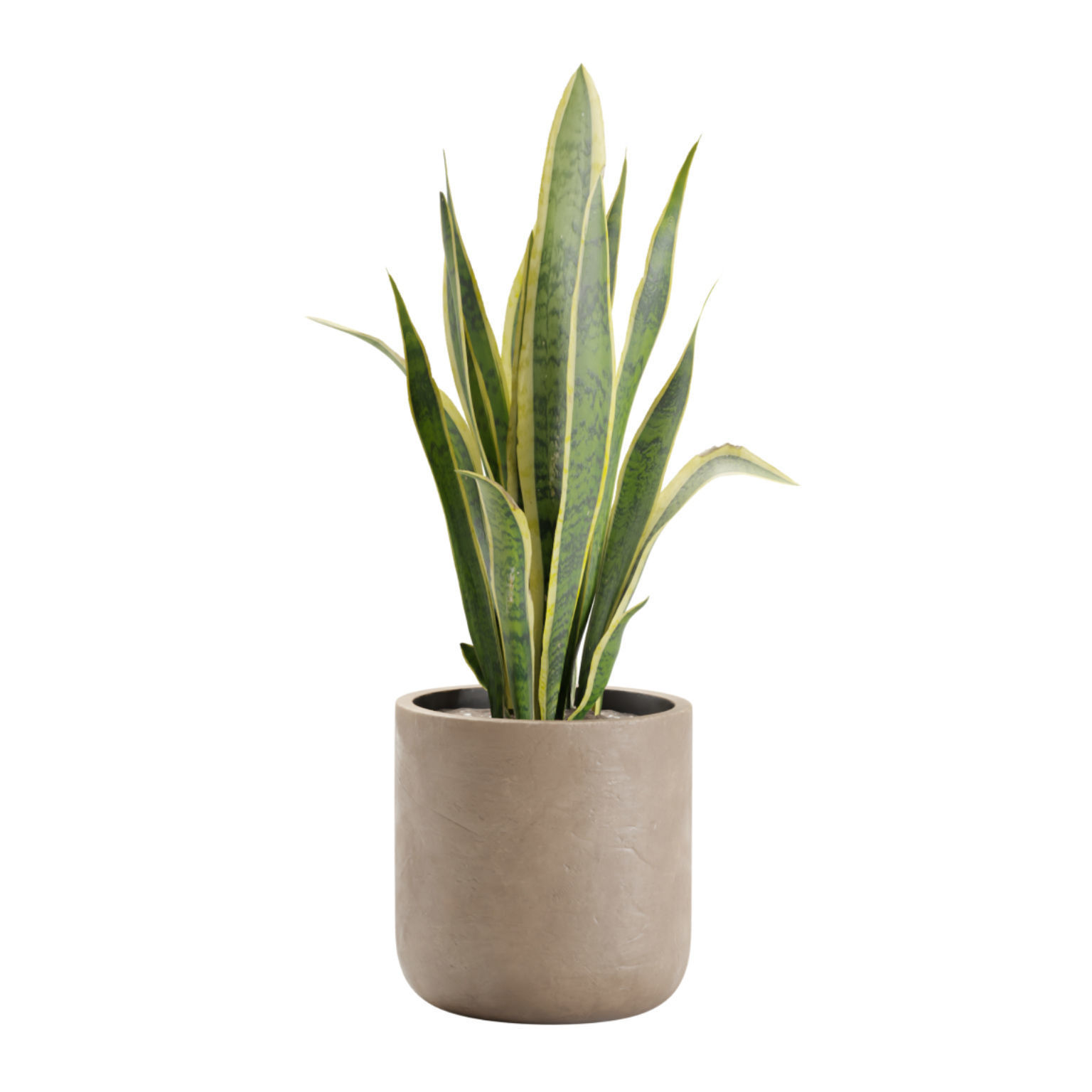 Indoor Plants Pack 24 3D model_3