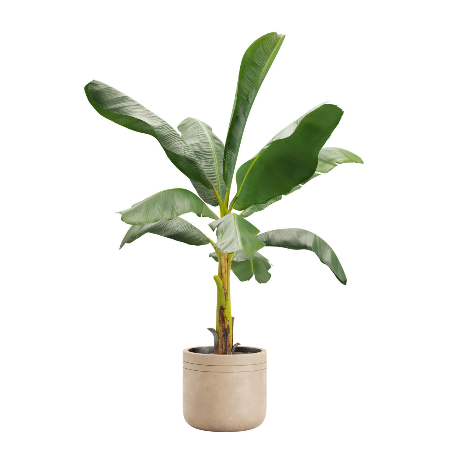 Indoor Plants Pack 24 3D model_9