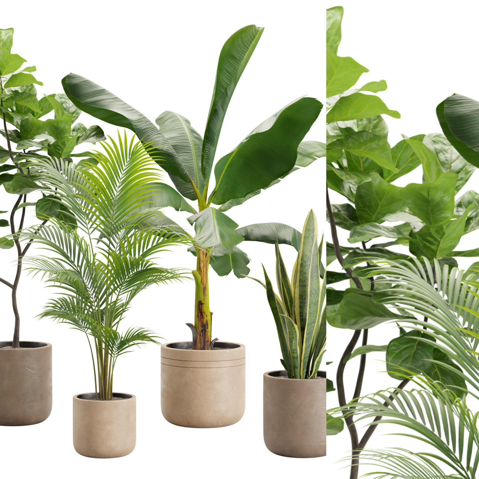 Indoor Plants Pack 24 3D model_2