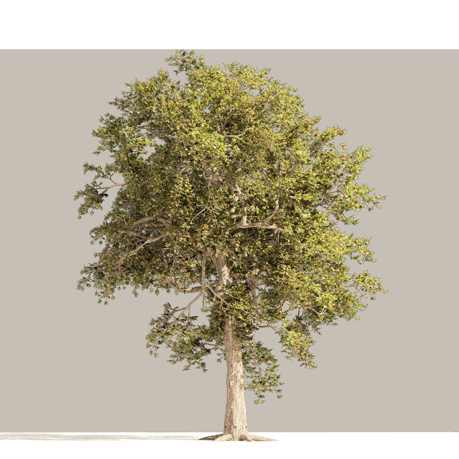 Summer and Autumn Japanese Maple Trees 3D model_9