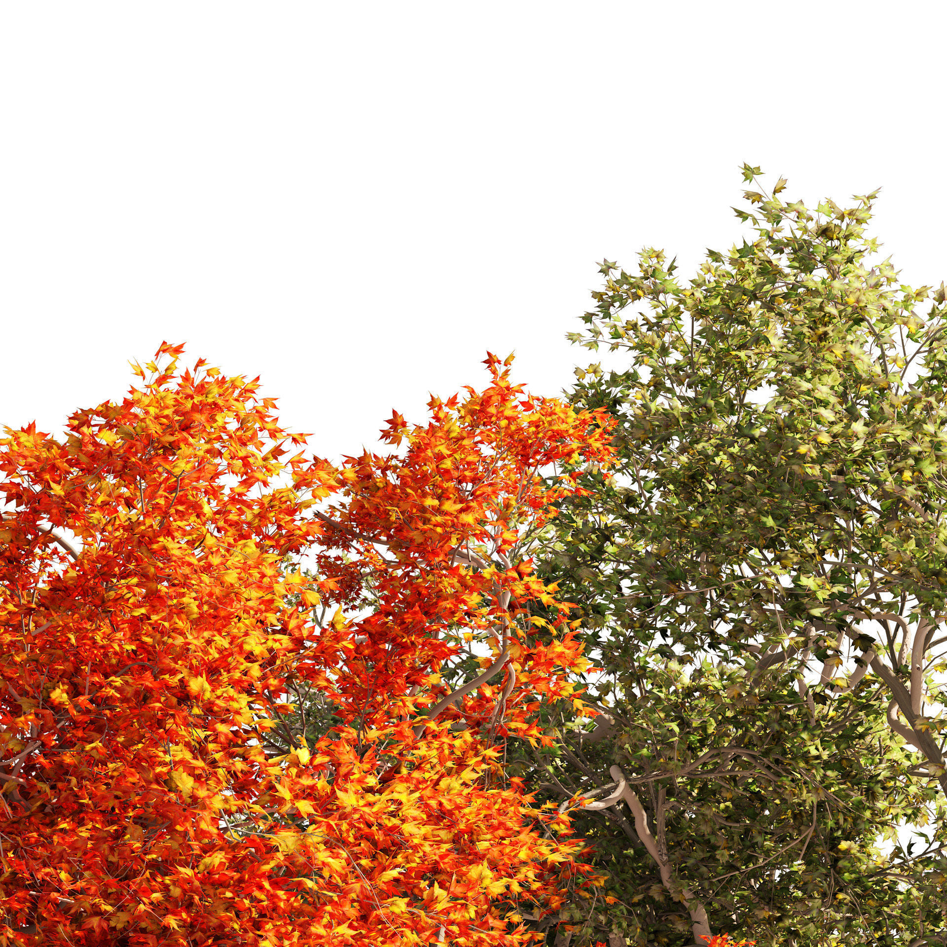 Summer and Autumn Japanese Maple Trees 3D model_1