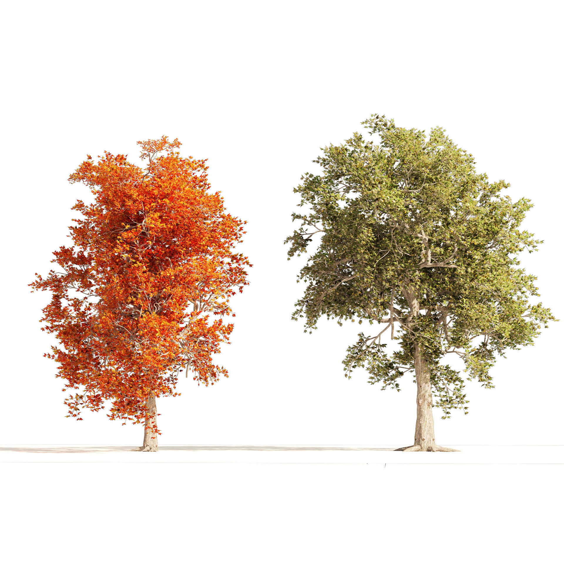 Summer and Autumn Japanese Maple Trees 3D model_3