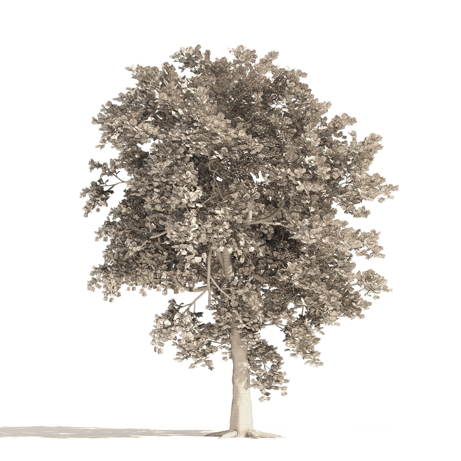 Summer and Autumn Japanese Maple Trees 3D model_7
