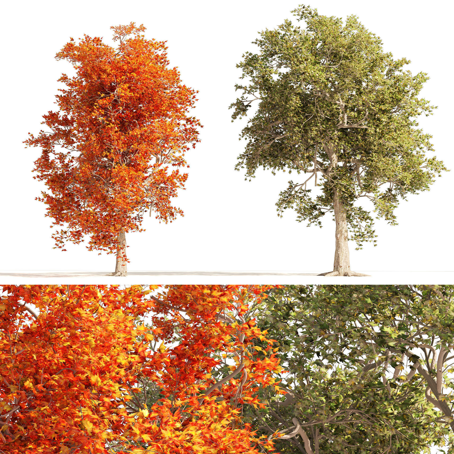 Summer and Autumn Japanese Maple Trees 3D model_6