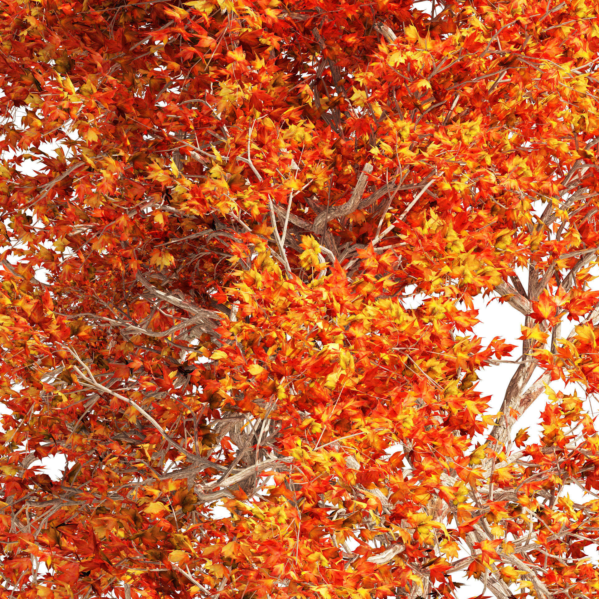 Summer and Autumn Japanese Maple Trees 3D model_2