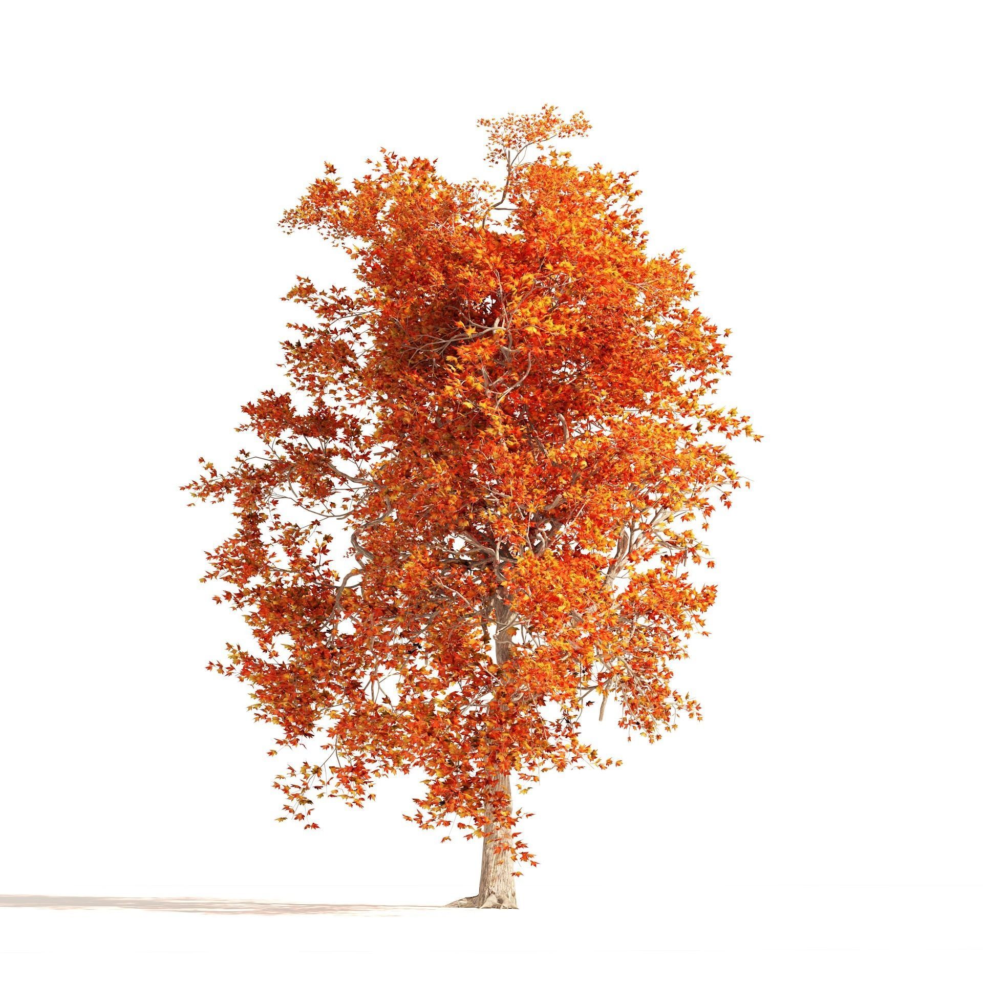 Summer and Autumn Japanese Maple Trees 3D model_10