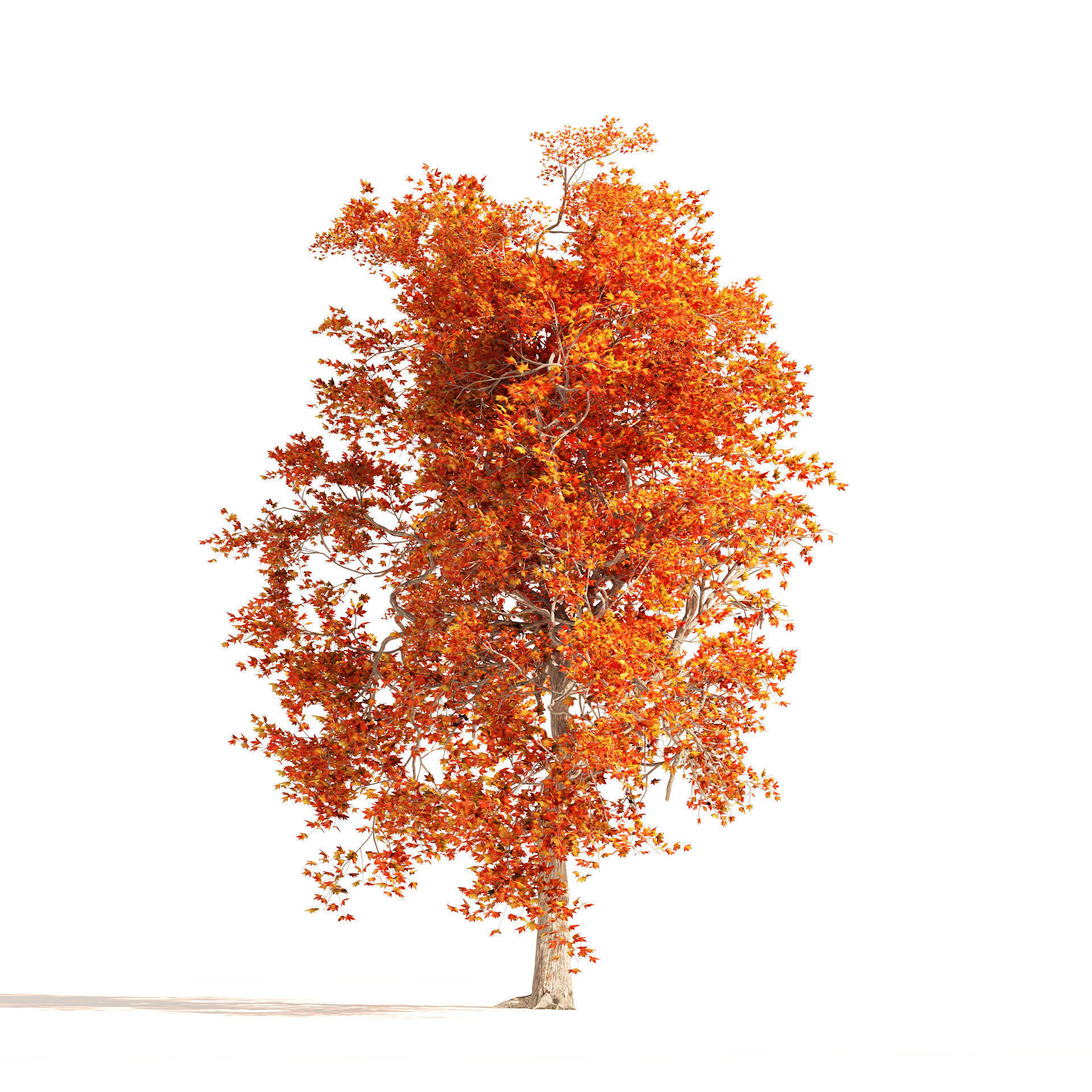 Summer and Autumn Japanese Maple Trees 3D model_4