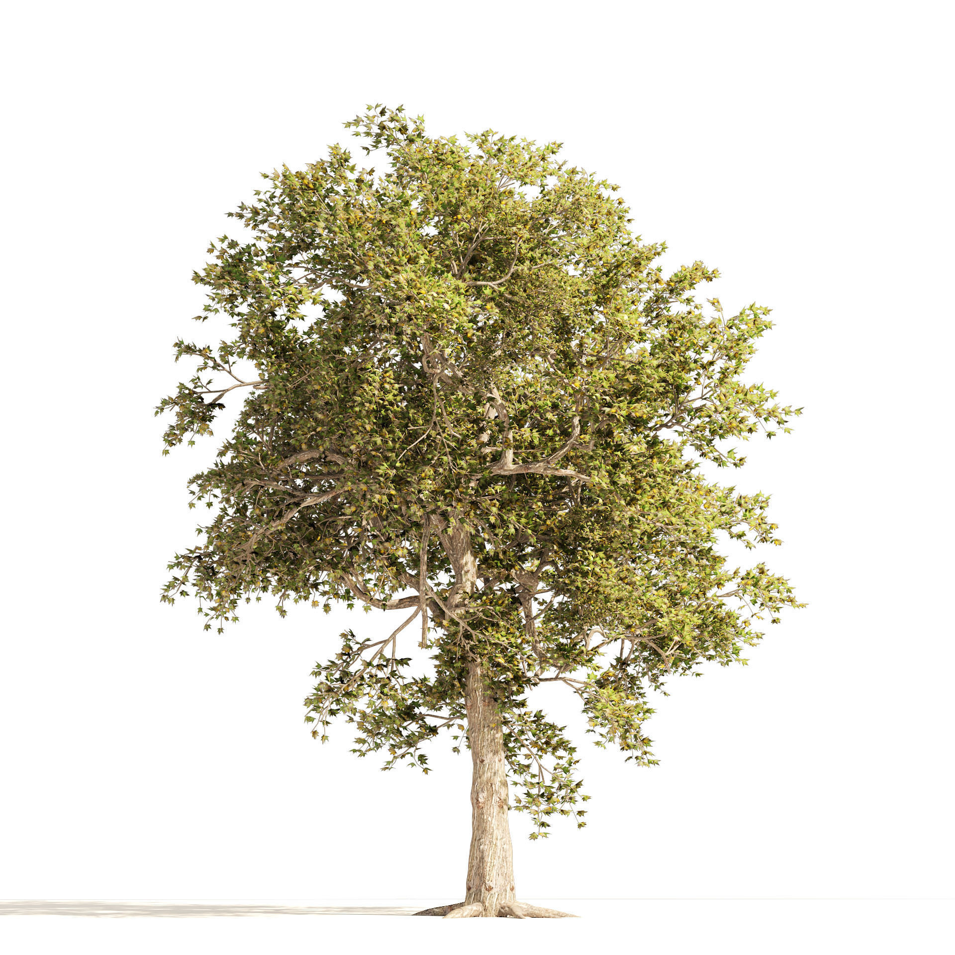 Summer and Autumn Japanese Maple Trees 3D model_5