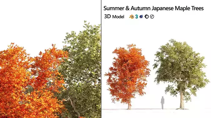 Summer and Autumn Japanese Maple Trees 3D model Summer and Autumn Japanese Maple Trees 3D model
