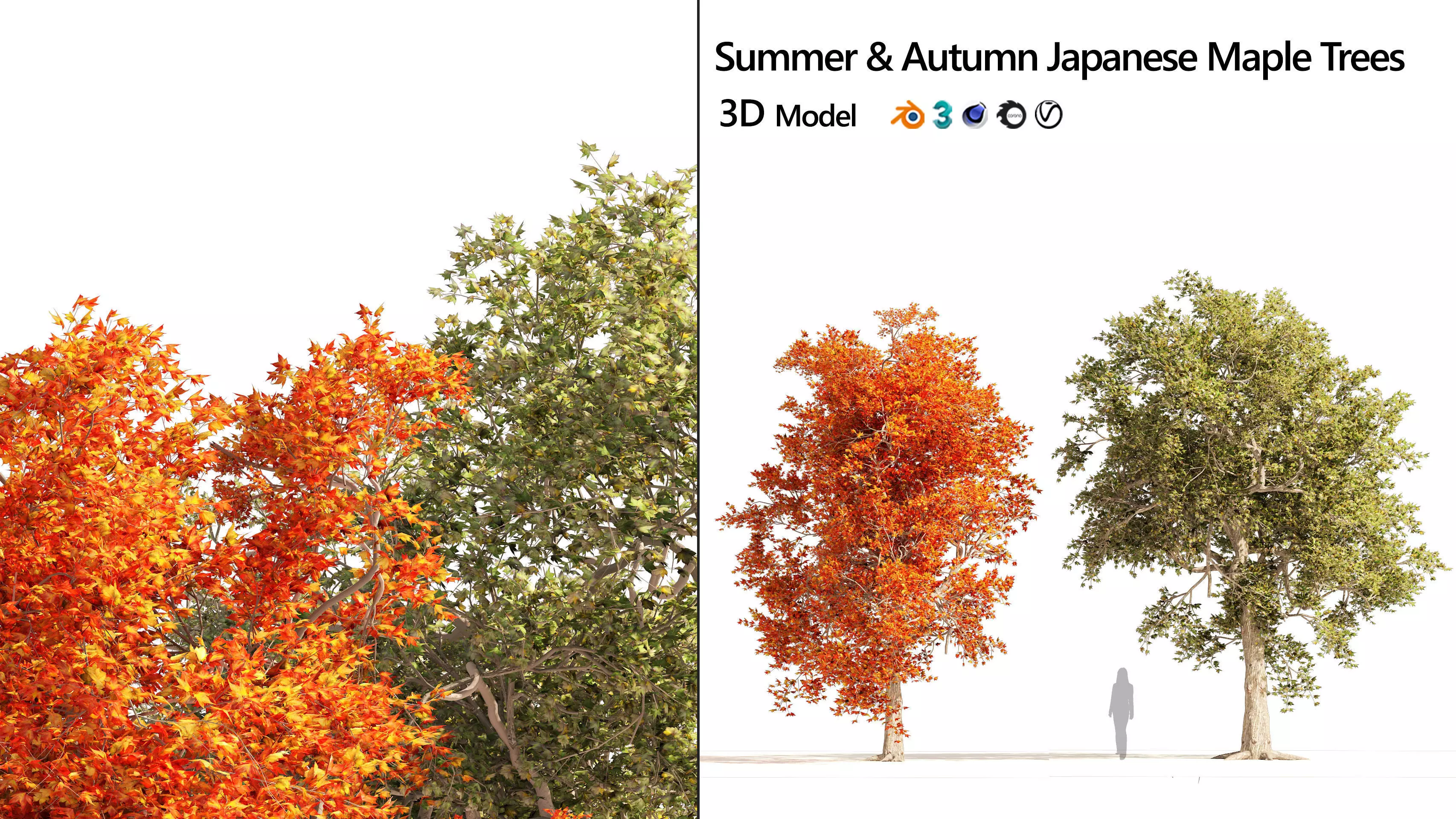 Summer and Autumn Japanese Maple Trees 3D model_0