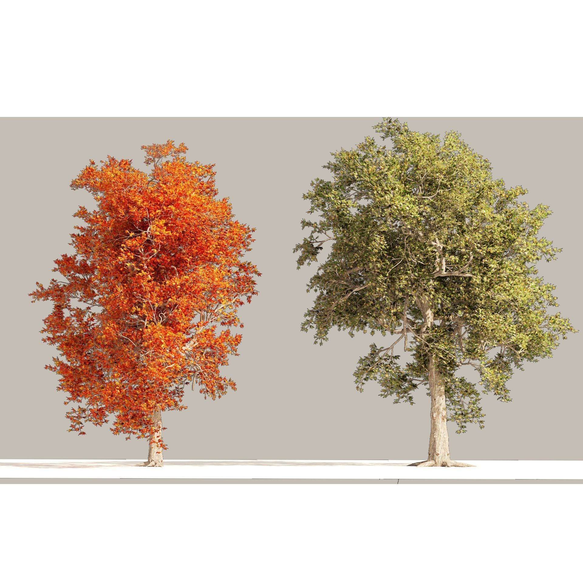 Summer and Autumn Japanese Maple Trees 3D model_8