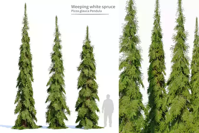 Weeping white spruce