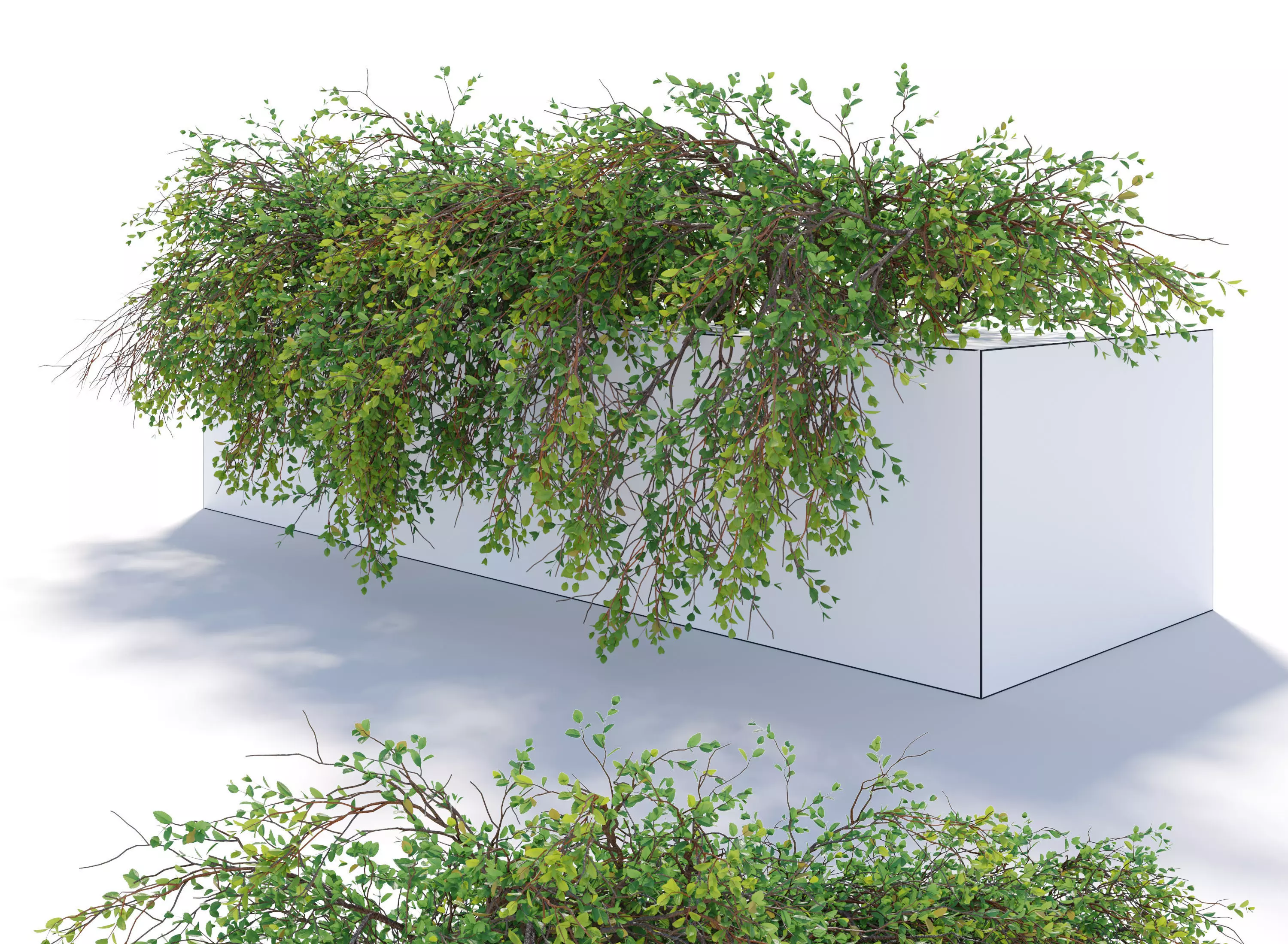 Hanging plant 36 3D model
