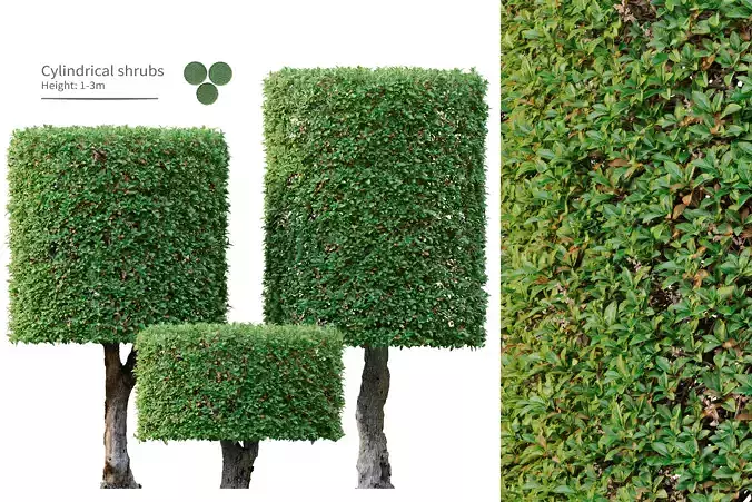 Cylindrical shape shrub