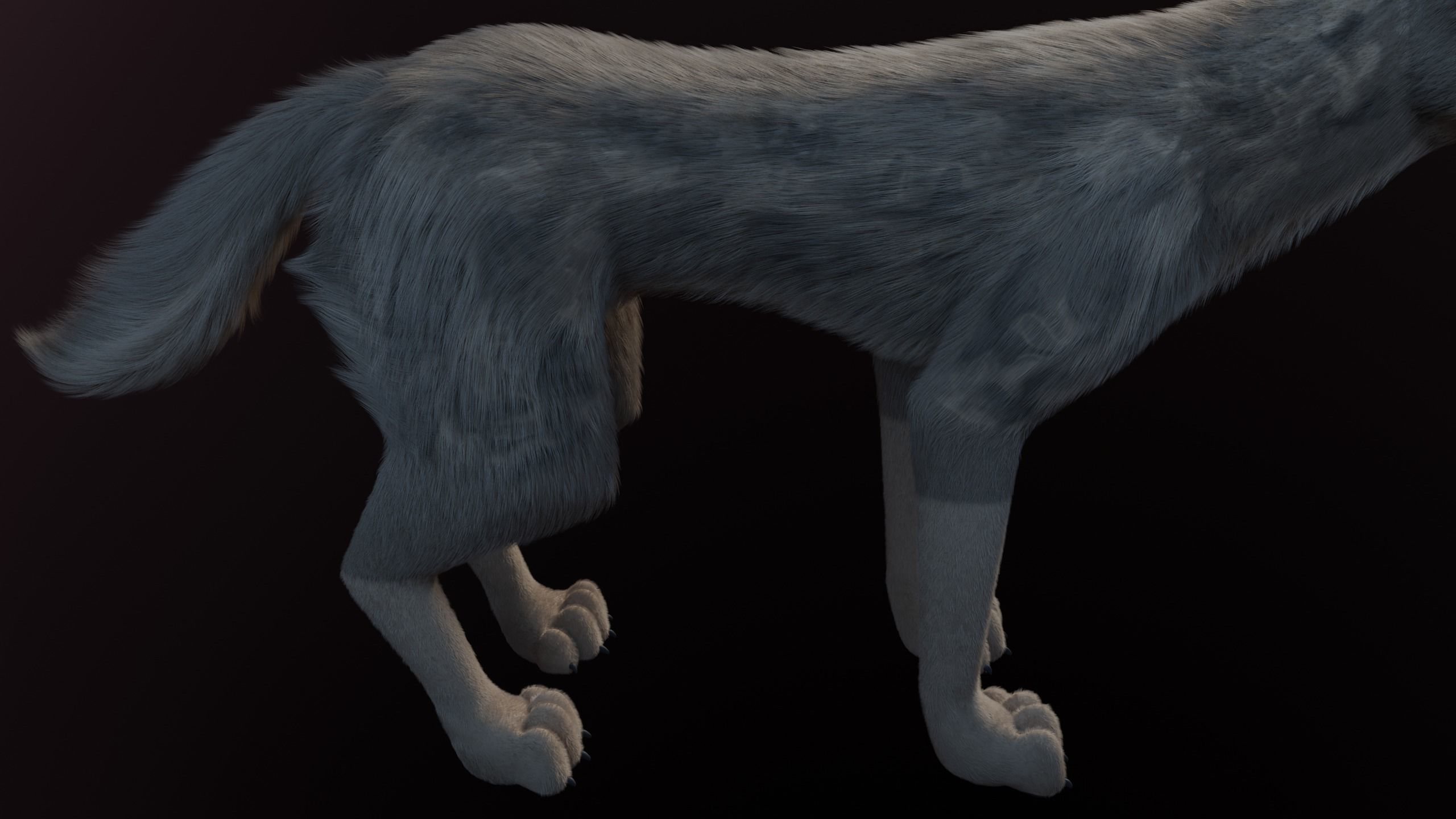 Trinity Wolf 3D model_10
